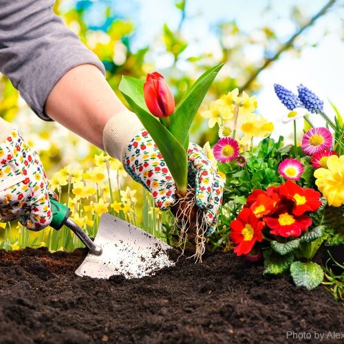 Gardeners hands planting flowers at back yard